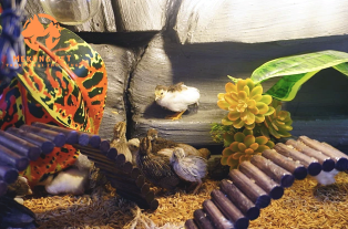 Bán gà kiểng rutin mini